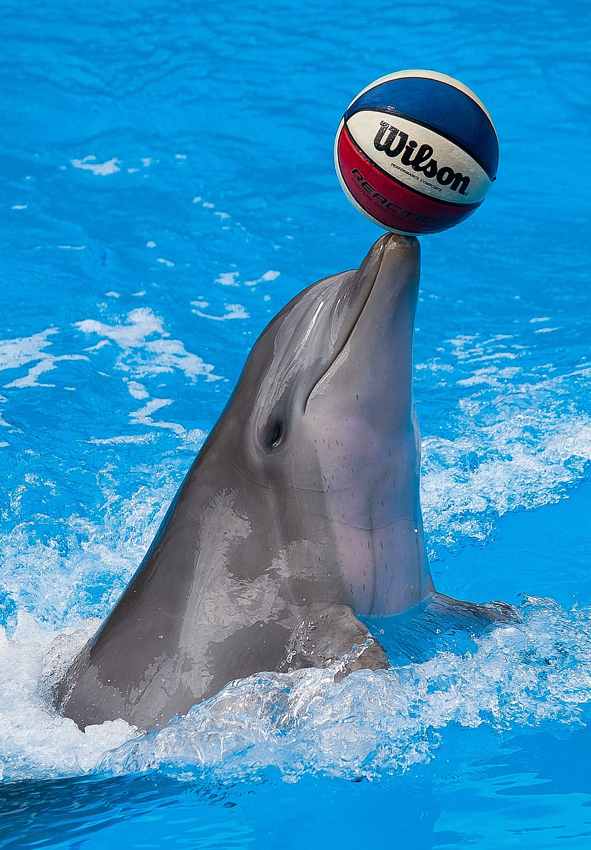 Delfin Masken