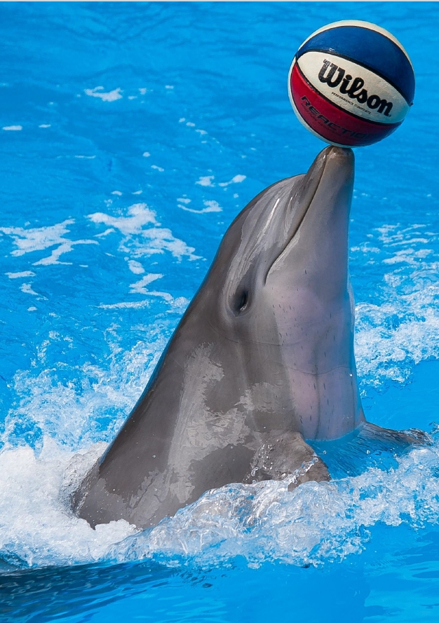 Delfin Masken